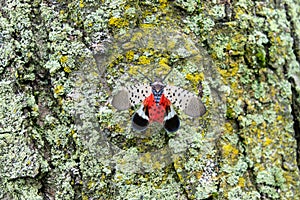 Spotted lanternfly Lycorma delicatula, an invasive pest, holds its wings open, exposing its bright red underwings photo