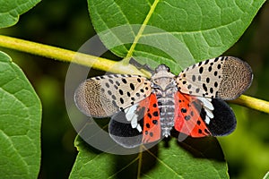 Spotted Lanternfly - Lycorma delicatula photo