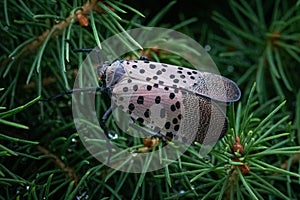 A spotted lanternfly in a natural surrounding