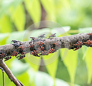 Spotted Lanternfly photo