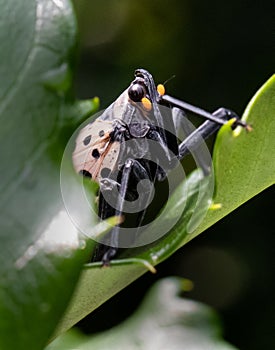 A spotted lanternfly poised on a leaf in a Berks County Park