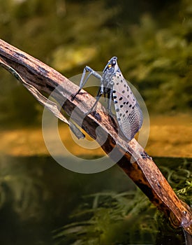 A spotted lanternfly on a sawgrass branch in summer