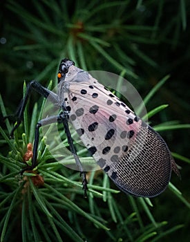 A spotted lanternfly stands in a natural surrounding
