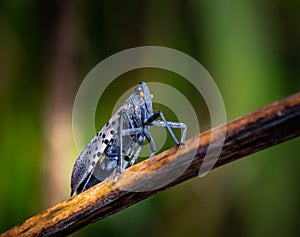 A spotted lanternfly stands in a natural surrounding