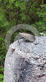 Spotted Lanternfly on the stone