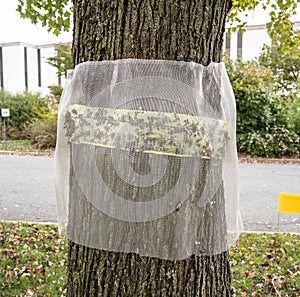 Spotted Lanternfly Trap on Tree photo