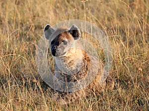 Spotted laughing hyena in masai mara game park