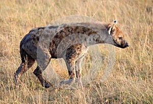 Spotted laughing hyena in masai mara game park