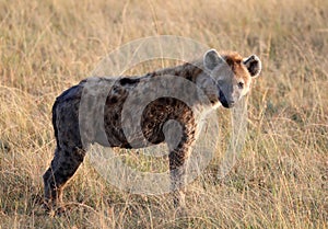 Spotted laughing hyena in masai mara game park