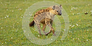 Spotted or laughing hyena running in the Serengeti photo
