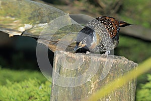 Spotted laughingthrush