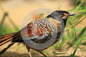 Spotted laughingthrush