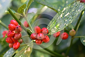 Spotted laurel Aucuba japonica Variegata, red berries