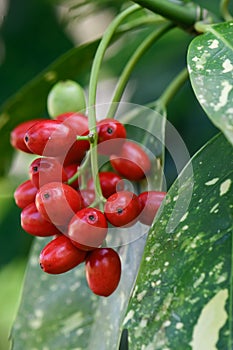 Spotted laurel Aucuba japonica Variegata, with red berries