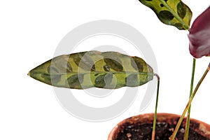 Spotted leaf of Calathea lancifolia or Rattlesnake Plant syn. Calathea insignis isolated on white background