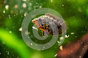 Spotted leaf fish, leopard bush fish Artemia eats live food. Ctenopoma acutirostre aggressive predator fish freshwater aquarium