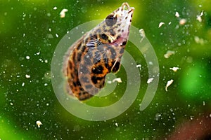 Spotted leaf fish, leopard bush fish Artemia eats live food. Ctenopoma acutirostre aggressive predator fish freshwater aquarium