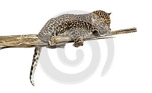 Spotted Leopard cub on a branch looking down, 7 weeks old