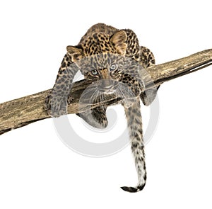 Spotted Leopard cub facing and prowling on a branch, 7 weeks old