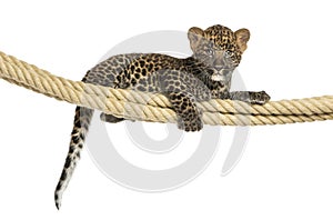 Spotted Leopard cub holding on a rope, 7 weeks old