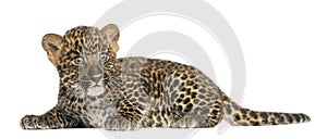Spotted Leopard cub lying down - Panthera pardus, 7 weeks old