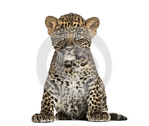 Spotted Leopard cub sitting - Panthera pardus, 7 weeks old