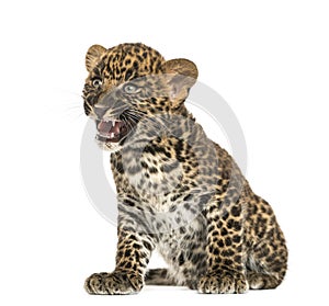 Spotted Leopard cub sitting- Panthera pardus, 7 weeks old
