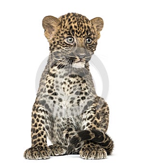Spotted Leopard cub sitting - Panthera pardus, 7 weeks old photo