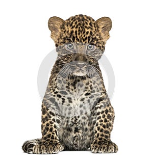 Spotted Leopard cub sitting - Panthera pardus, 7 weeks old photo
