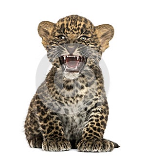 Spotted Leopard cub sitting and roaring- Panthera pardus