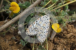 Spotted Leopard moth, Hypercompe species, Satara, Maharashtra photo