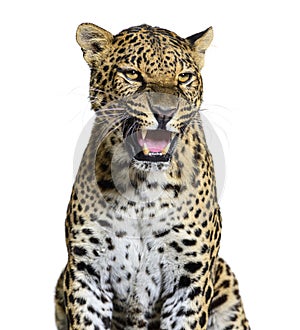 Spotted leopard roaring and showing his canines aggressively, Panthera pardus, isolated on white