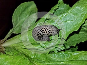 Spotted Leopard Slug on a L8BIM%