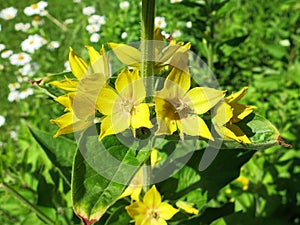 Spotted loosestrife (Lysimachia punctata)