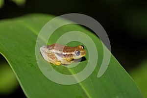 Spotted Madagascar Reed Frog, Andasibe Madagascar