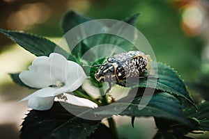 Spotted May Beetle next to a white flower