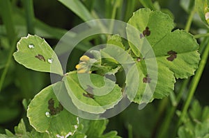 Spotted Medick photo