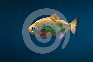 Spotted Metynnis - Freshwater Fish