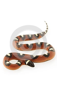 Spotted Mexican Milk Snake