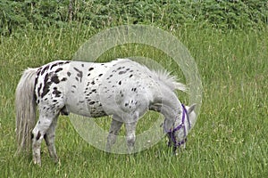 Spotted Mini Grazing in the Field