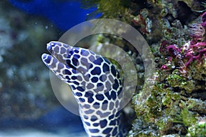 Spotted moray