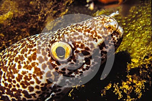 Spotted Moray