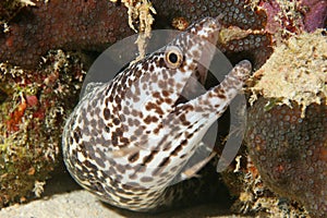 Spotted Moray - Bonaire photo