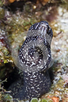 Spotted Moray on a coral reef - Cozumel