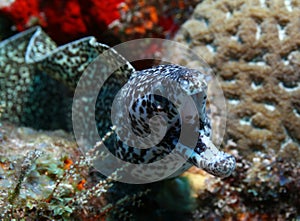 Spotted Moray - Cozumel, Mexico