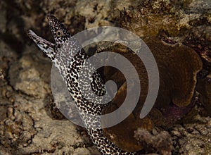 Spotted Moray Eel