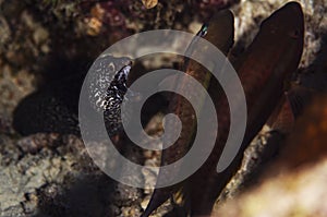 Spotted Moray Eel