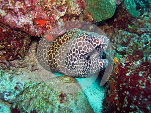Spotted Moray Eel