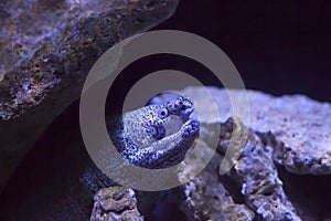 Spotted Moray Eel