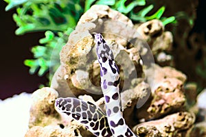Spotted Moray Eel